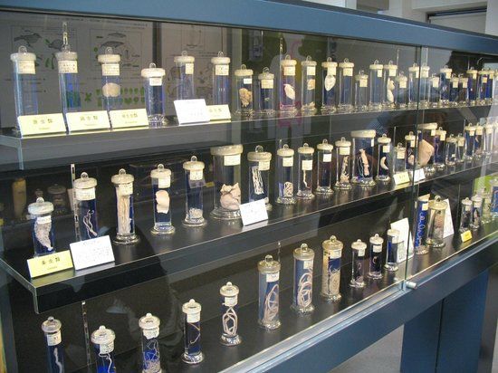 Meguro parasittologisk museum
